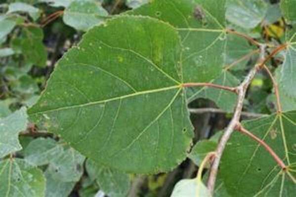 Aspen bladeren voor genezende infusie